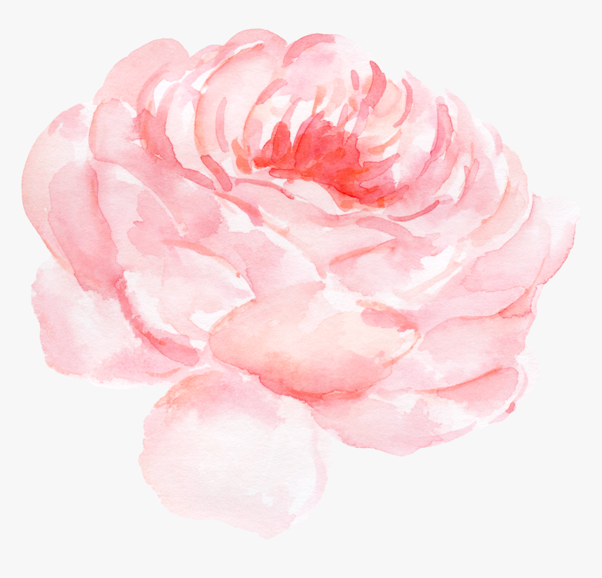 Paper Centifolia Roses Watercolor Painting Clip Art - Peony Watercolor Pink Png, Transparent Png