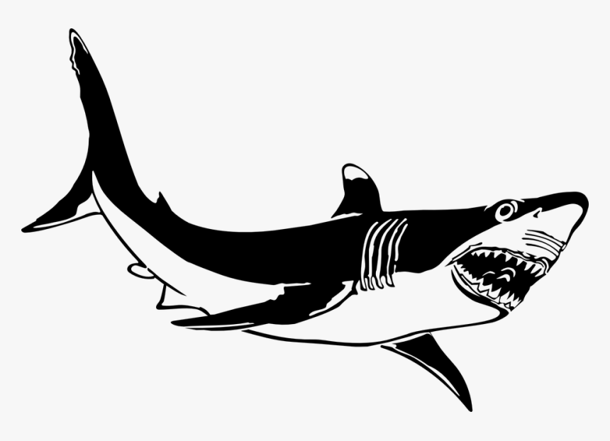 Shark Fin Shark Free Pictures On Pixabay Clipart - Great White Shark Clipart Black And White, HD Png Download