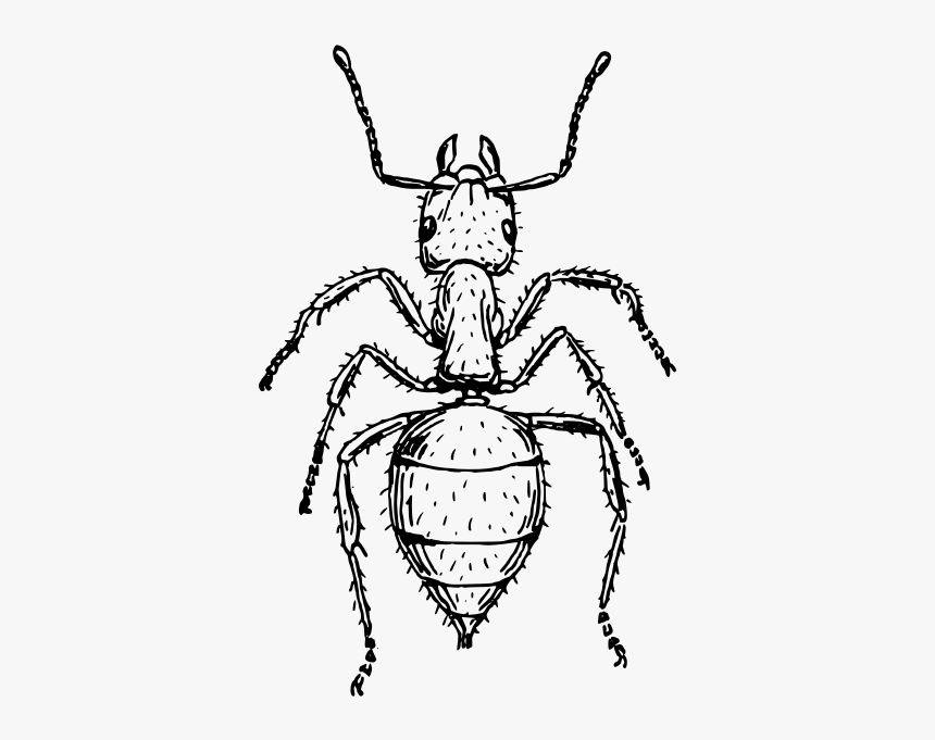 Black Garden Ant Insect Drawing Line Art Cc0 - Insect Black And White, HD Png Download