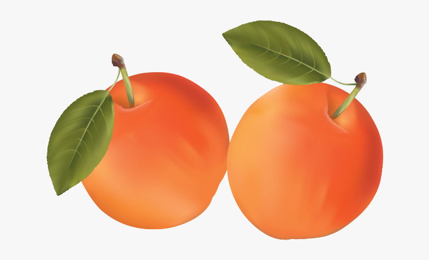 Фрукты Клипарт Вектор, HD Png Download