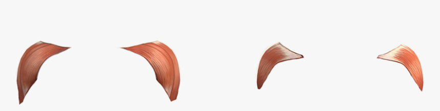 Schultermuskulatur - Flock, HD Png Download