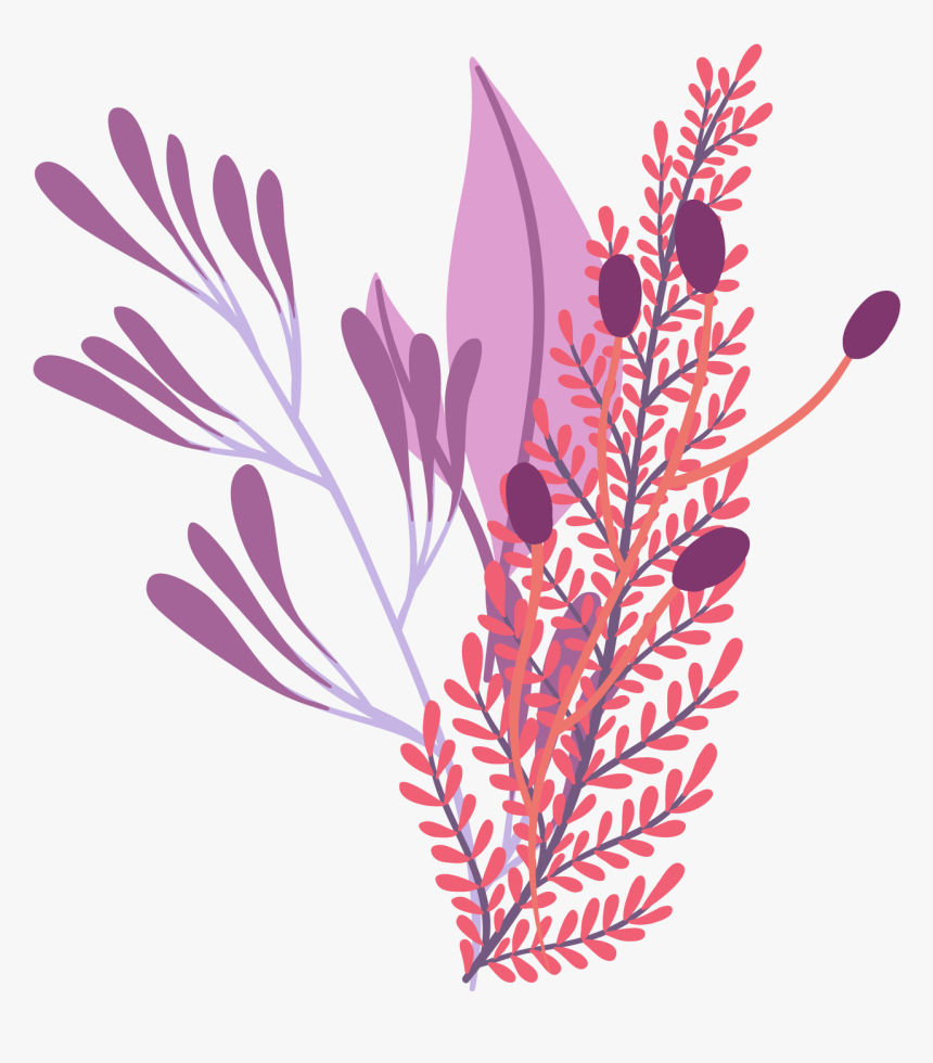 矢量卡通艺术植物装饰插画 - Grevillea, HD Png Download