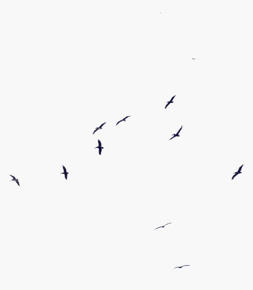 Bird Migration Flock Beak Wing - Flock, HD Png Download