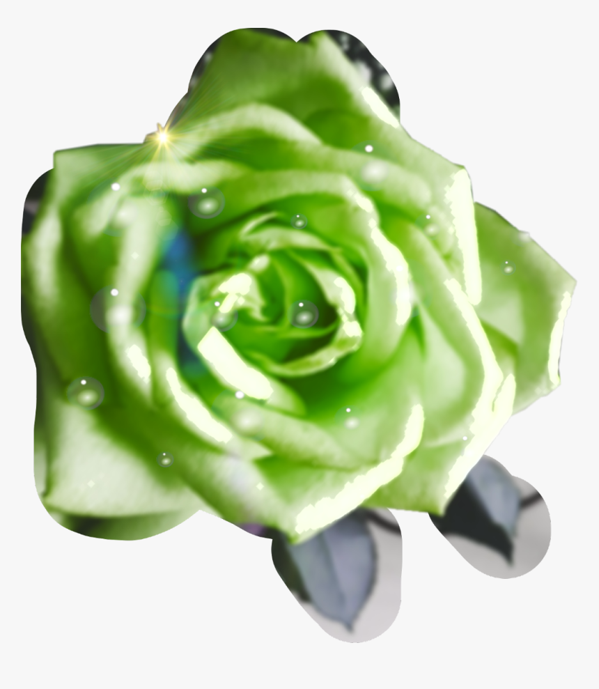 #green #roses #waterdrops #aftertherain - Garden Roses, HD Png Download