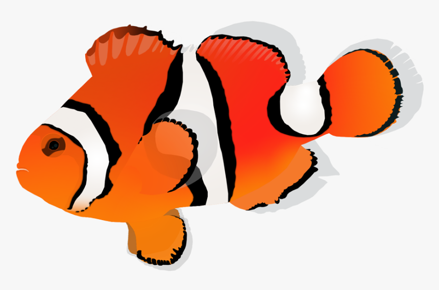 Orange Clownfish - Clownfish, HD Png Download