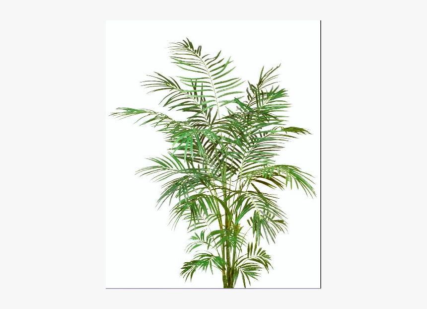 Yew Family, HD Png Download