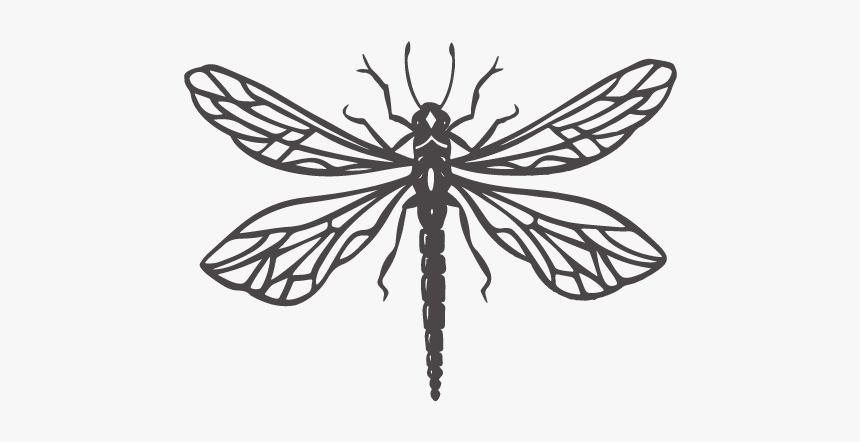 Net-winged Insects, HD Png Download