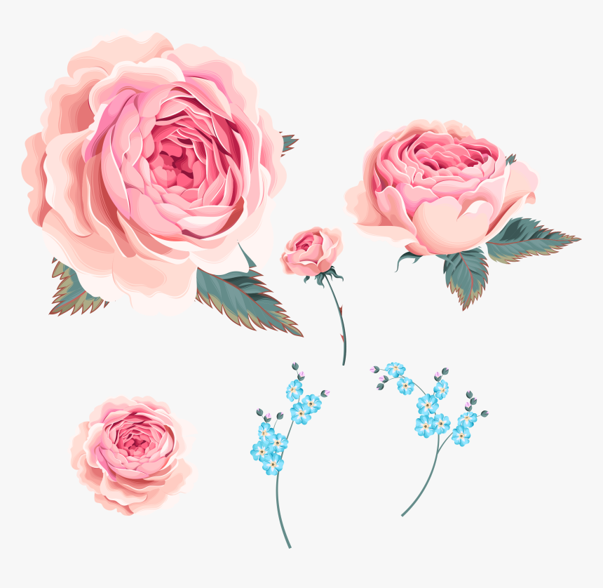 Garden Roses, HD Png Download