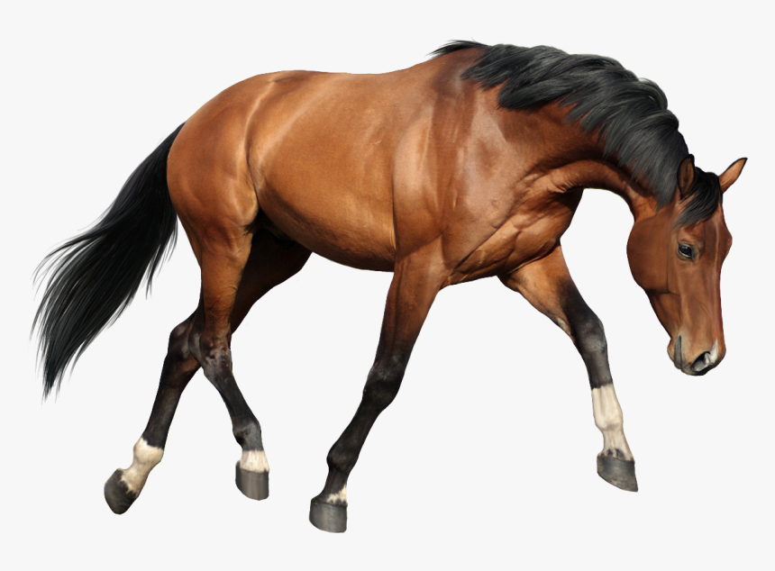 Horse Oils For Massage, HD Png Download