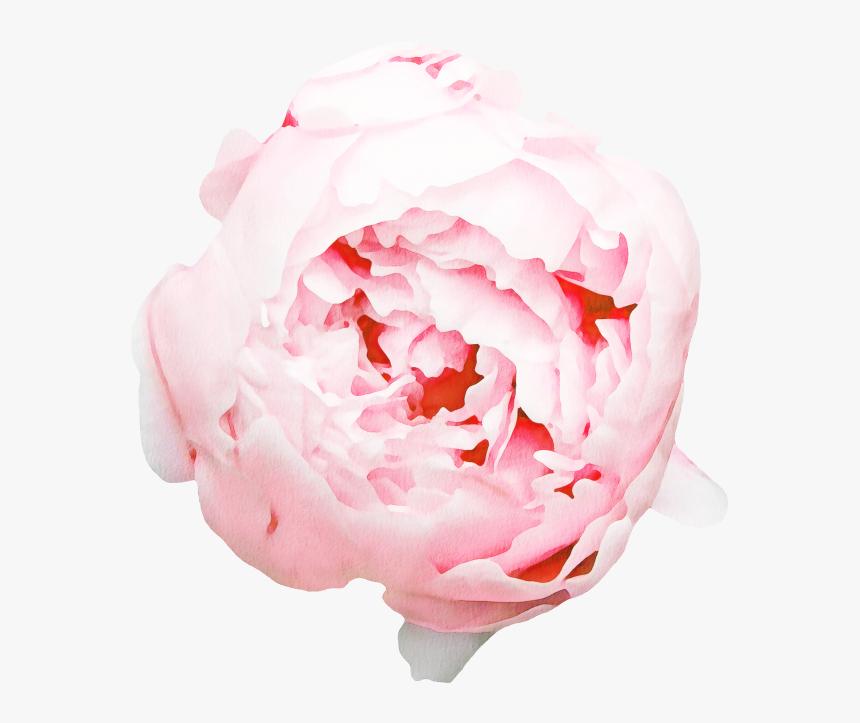 Pfingstrose Gif, HD Png Download