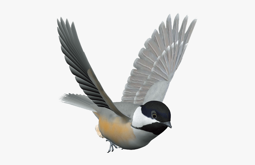Bird Control Spike Columbidae Domestic Pigeon Kuruca - Chickadee Bird Gif Transparent, HD Png Download