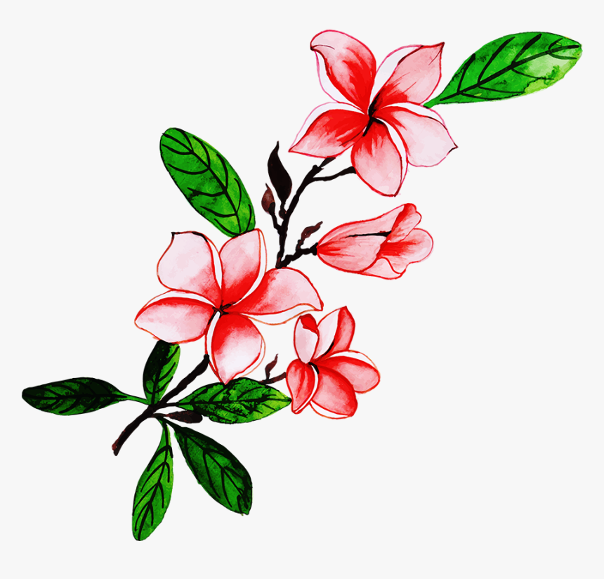 Rosa Glauca, HD Png Download