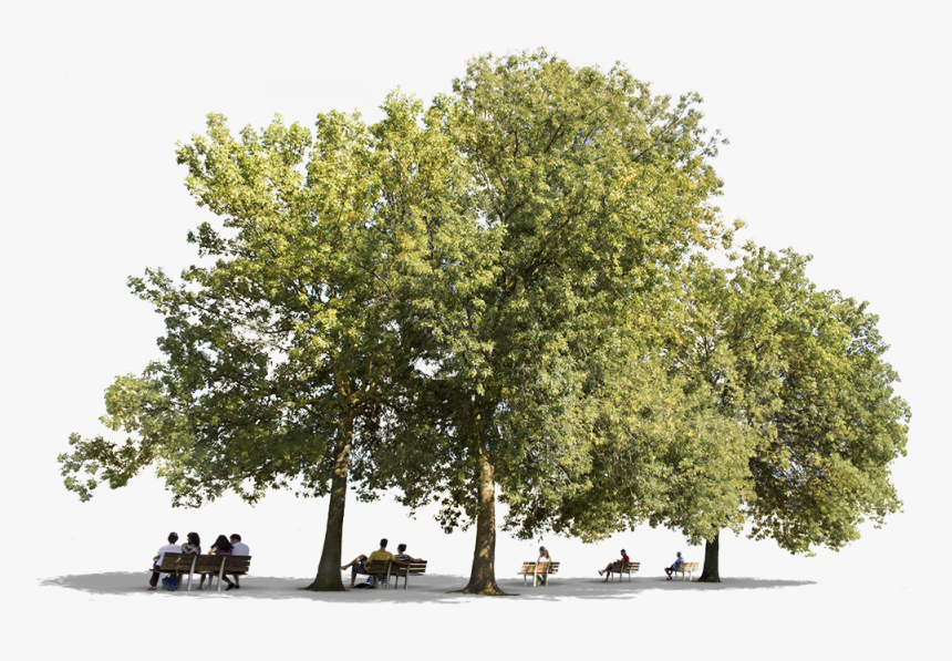 Fraxinus Cut Out, HD Png Download