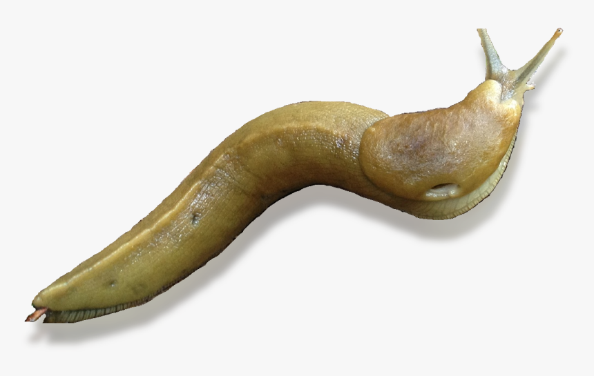 Banana Slug Transparent Background, HD Png Download