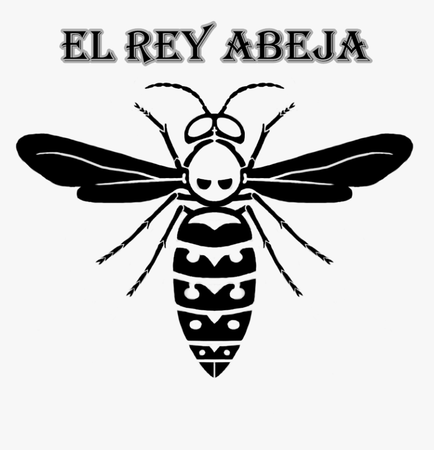 Net-winged Insects, HD Png Download