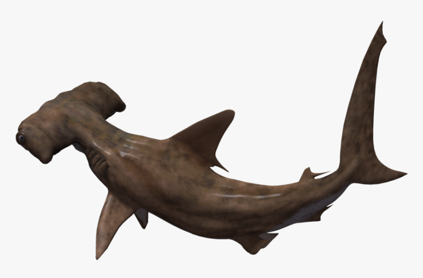Hammerhead Shark No Background , Png Download - Bronze Hammerhead Shark, Transparent Png