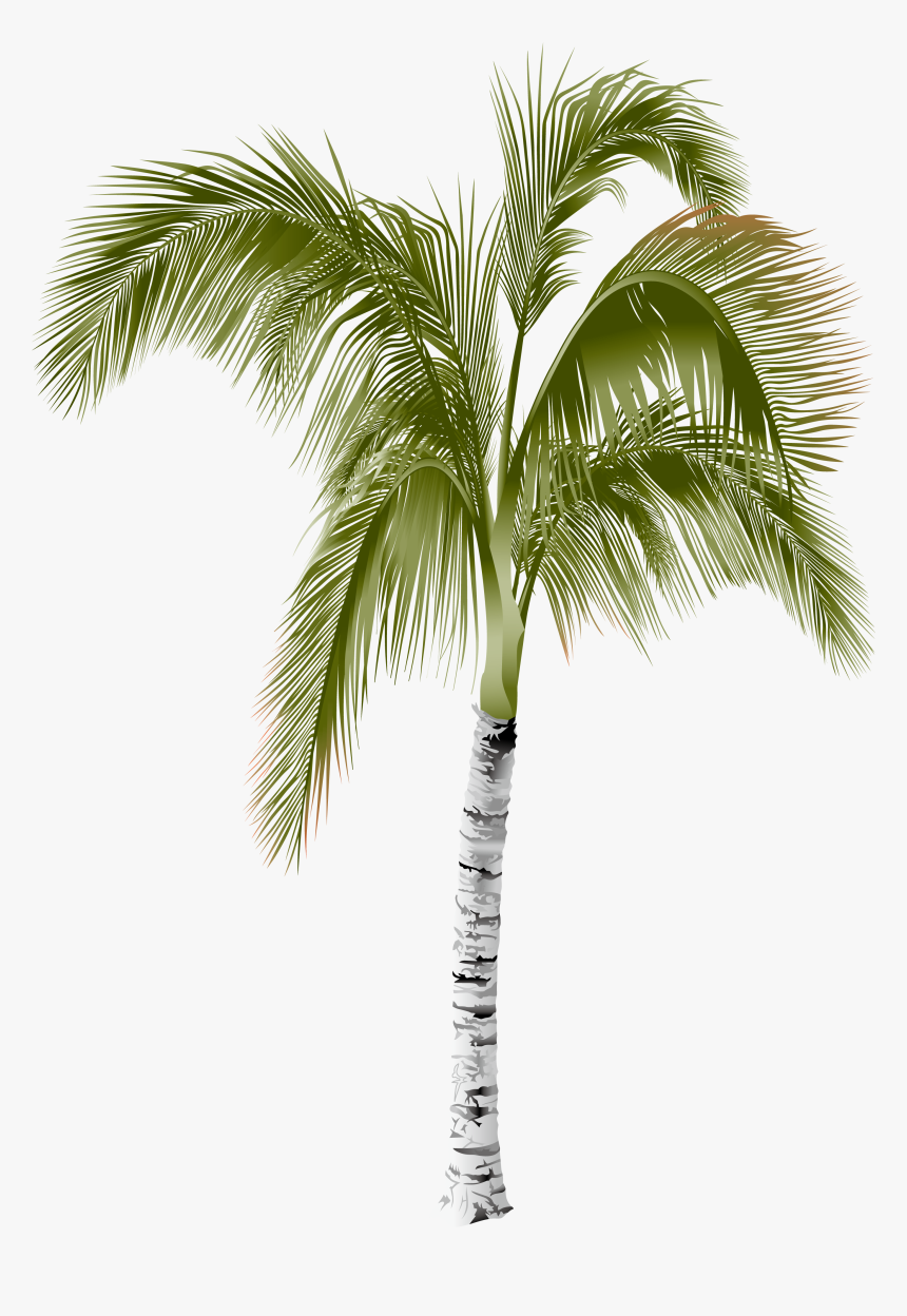 Arecaceae Areca Palm Tree - Palm Tree, HD Png Download