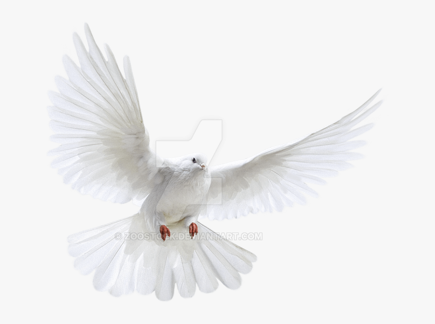 Clip Freeuse Stock White In Flight On - White Bird Transparent Background, HD Png Download