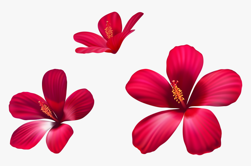 Flower Petals Png, Transparent Png