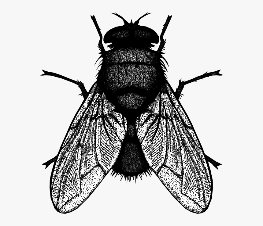 Net-winged Insects, HD Png Download