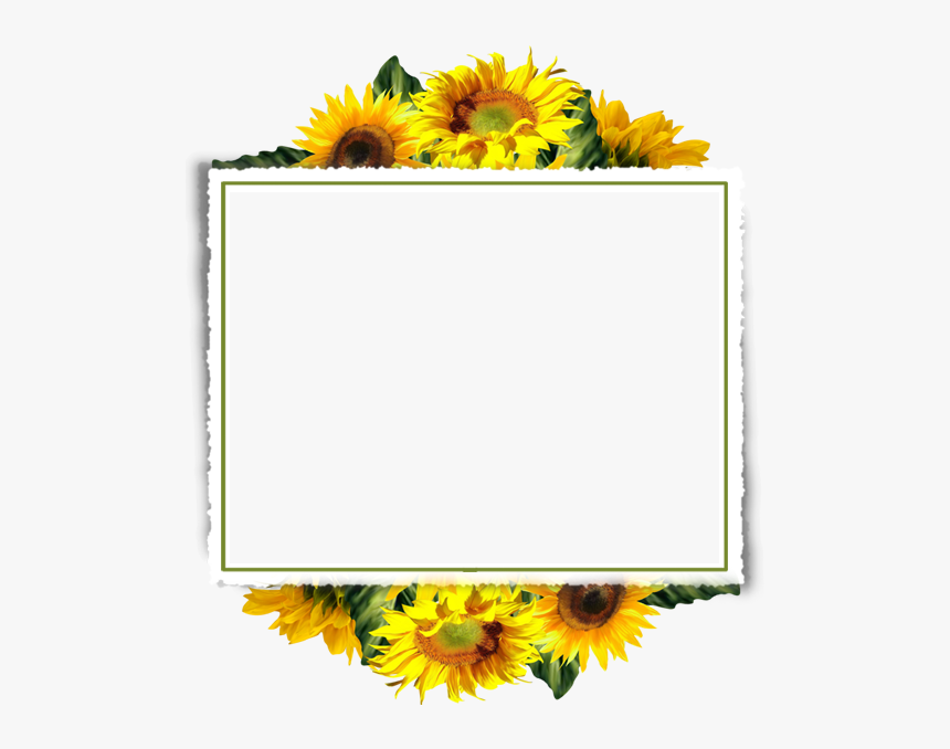 Sunflower Frame Transparent Background, HD Png Download