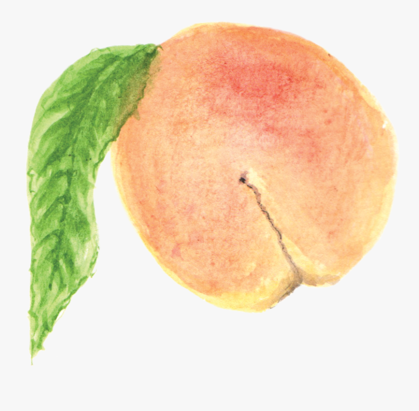 File - 桃子peach - Watercolor Painting, HD Png Download