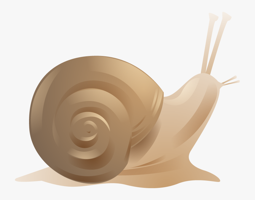 Snail, HD Png Download