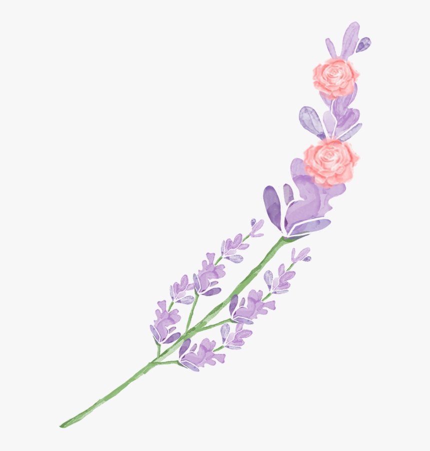 Mira & Graphic Watercolor & Swirls Example Image - English Lavender, HD Png Download