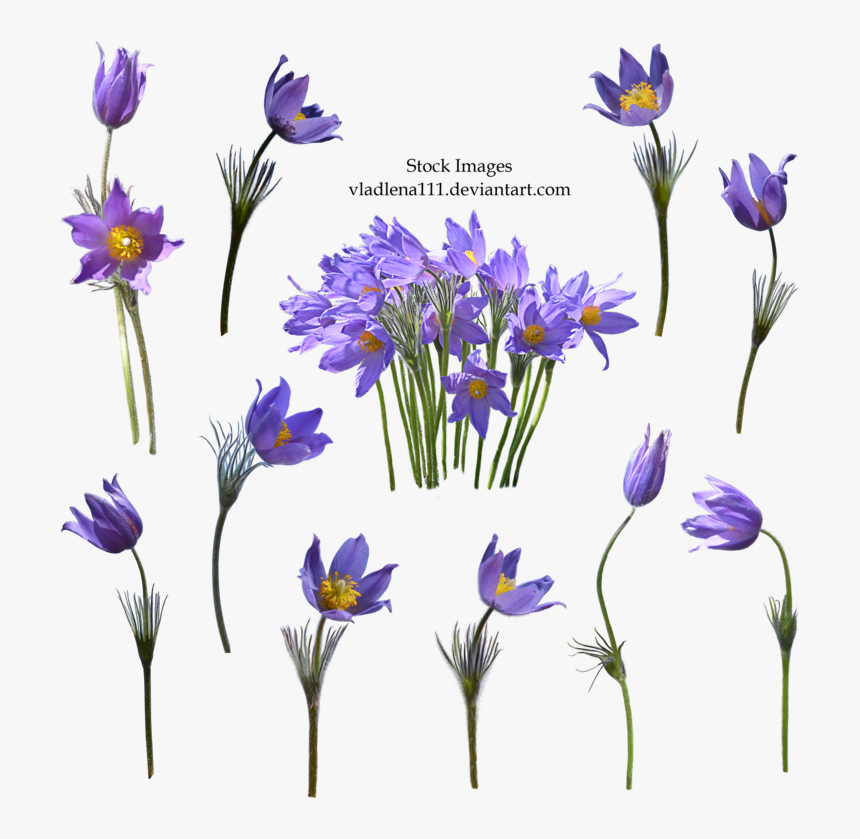 Spring Flower Transparent Background - Transparent Background Vintage Purple Flower Png, Png Download