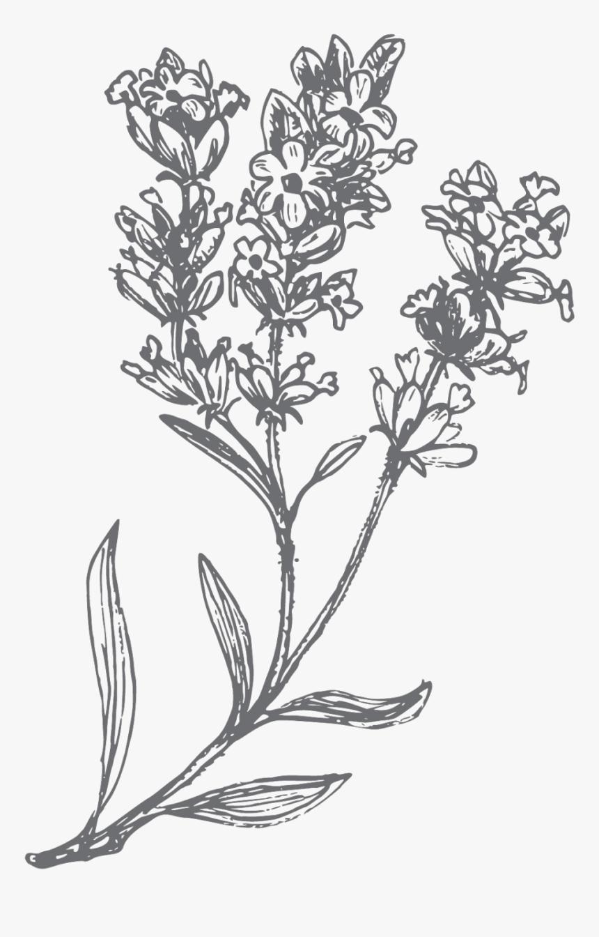 Lavender Hand Drawn, HD Png Download