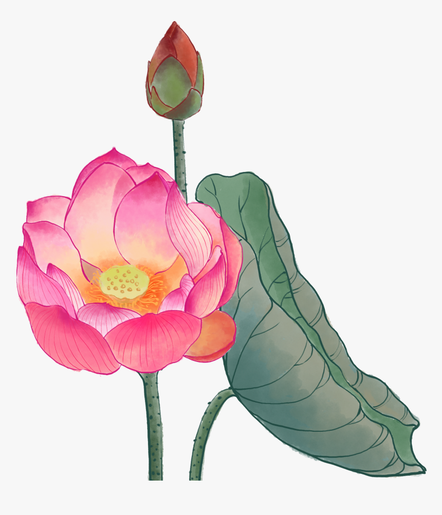 Lotus, HD Png Download