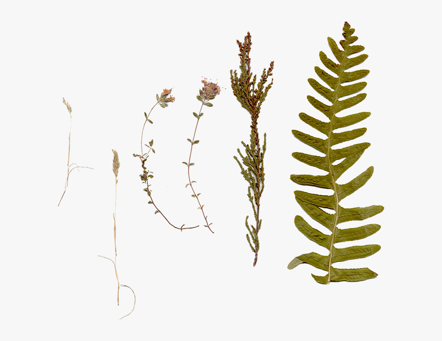 Twig, HD Png Download
