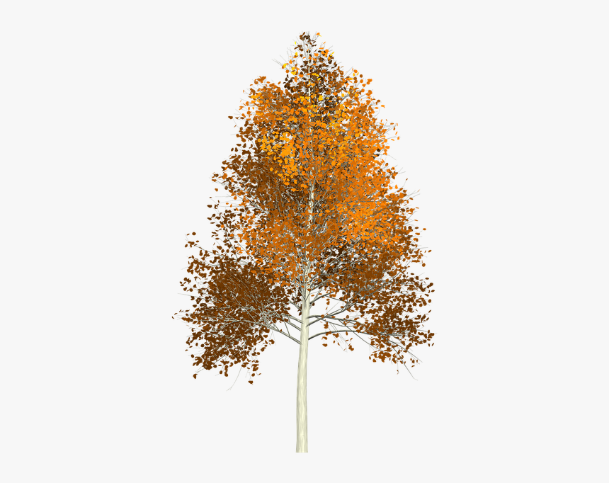 Aspen Tree No Background, HD Png Download