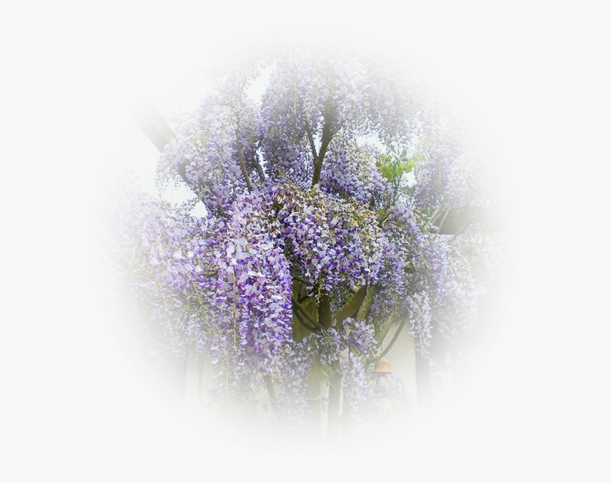 Glycine Png - Wisteria, Transparent Png