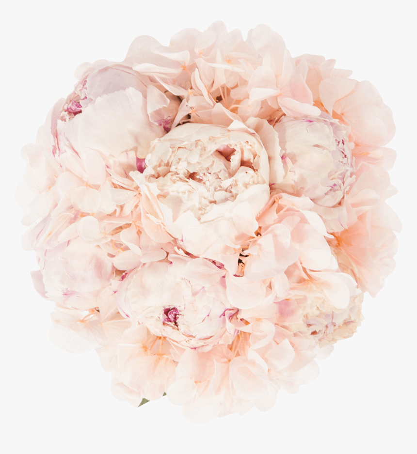 Garden Roses, HD Png Download