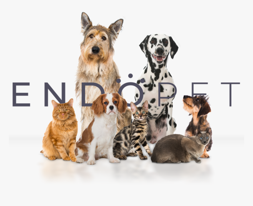 Companion Dog, HD Png Download