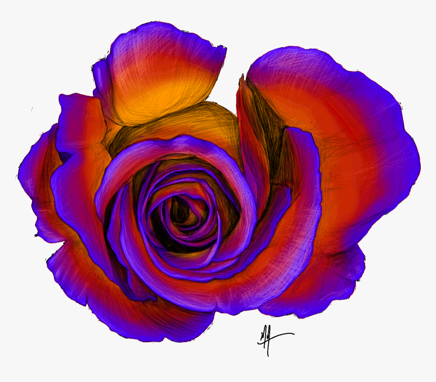 Masonillustration Rose Overhead Sketch - Hybrid Tea Rose, HD Png Download