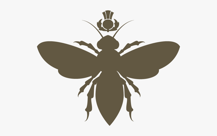 Net-winged Insects, HD Png Download