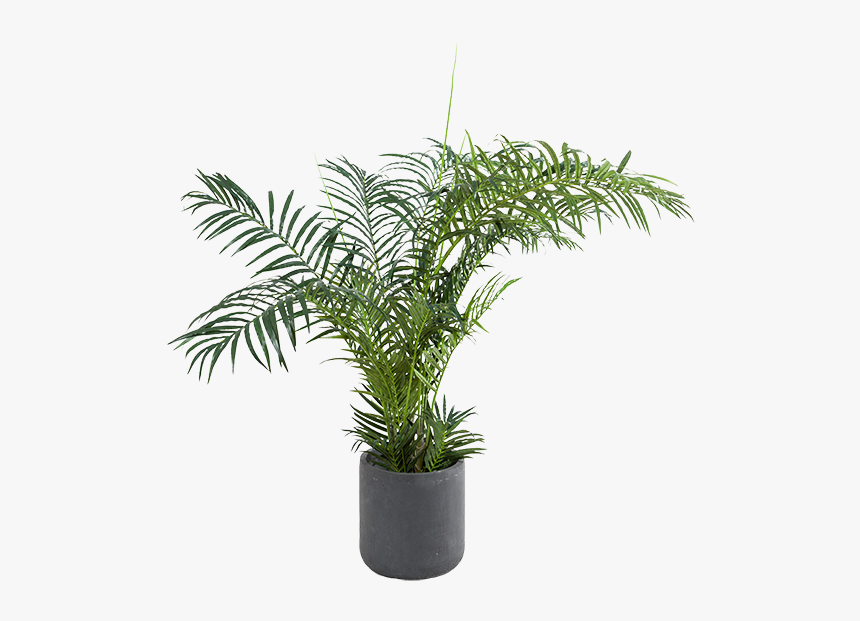 Houseplant, HD Png Download