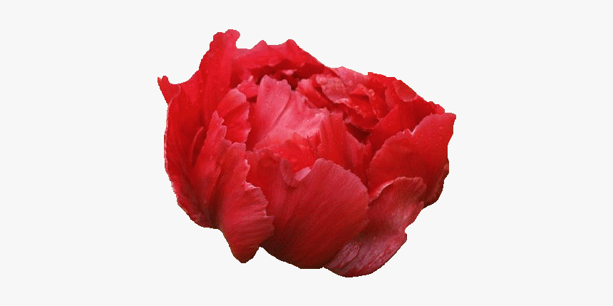 Common Peony, HD Png Download