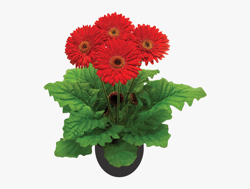 Barberton Daisy, HD Png Download