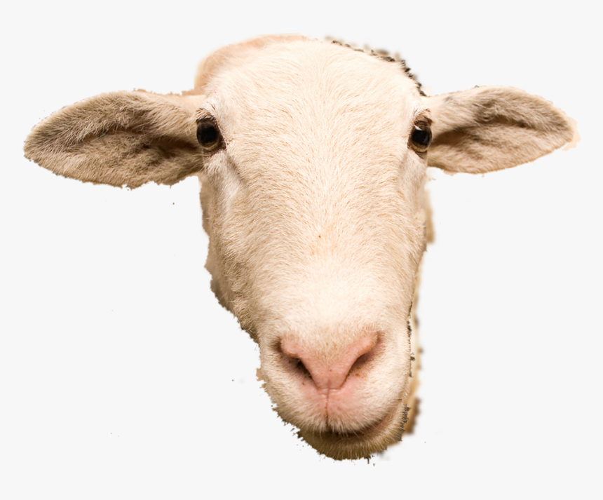Thumb Image - Transparent Background Sheep Head Png, Png Download