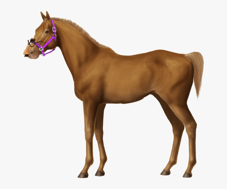 Horse, HD Png Download