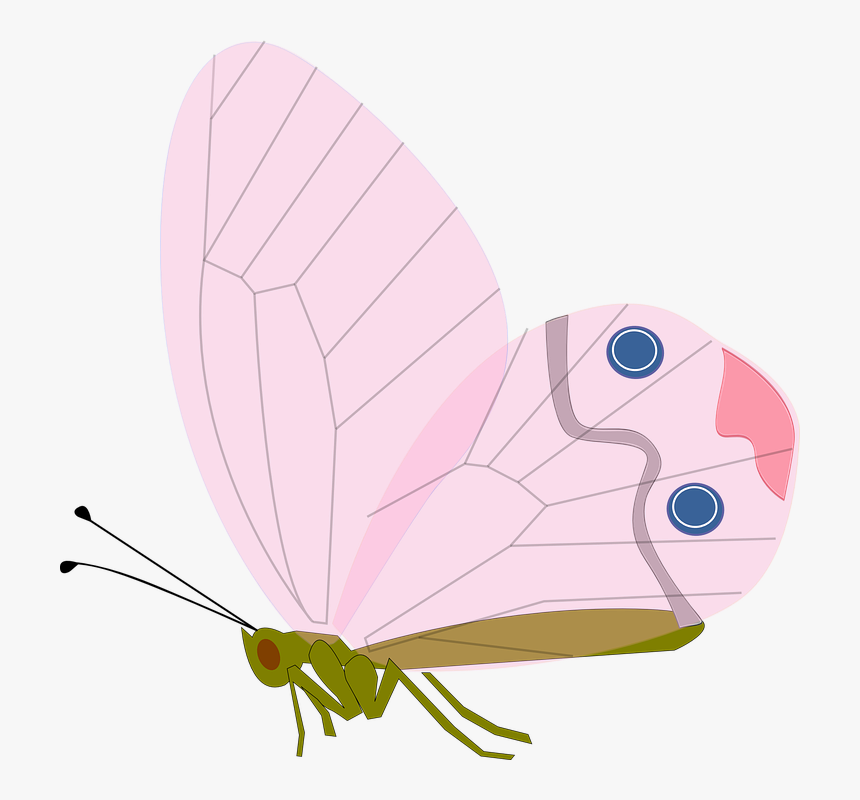 Png ผีเสื้อ, Transparent Png