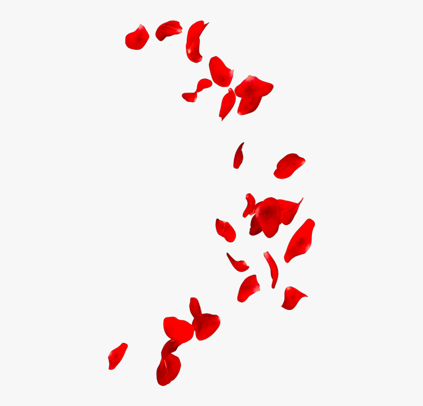 #petals #petal #flower #flowers #rose #roses #redrose - Photograph, HD Png Download