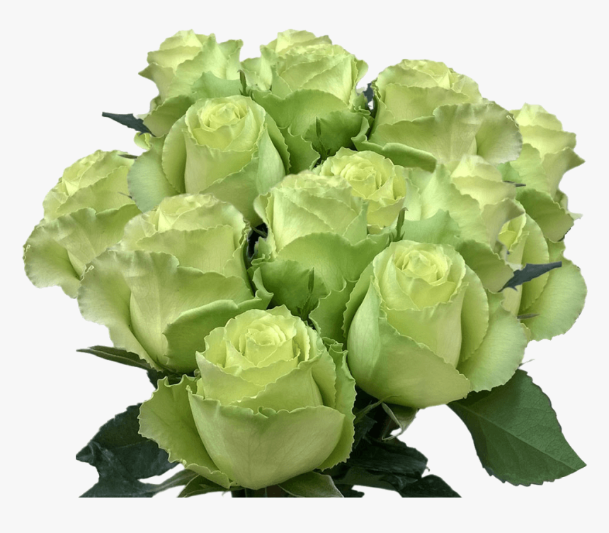 Long Stem Lime Green Roses Buy Fresh Roses Mint Green - Garden Roses, HD Png Download