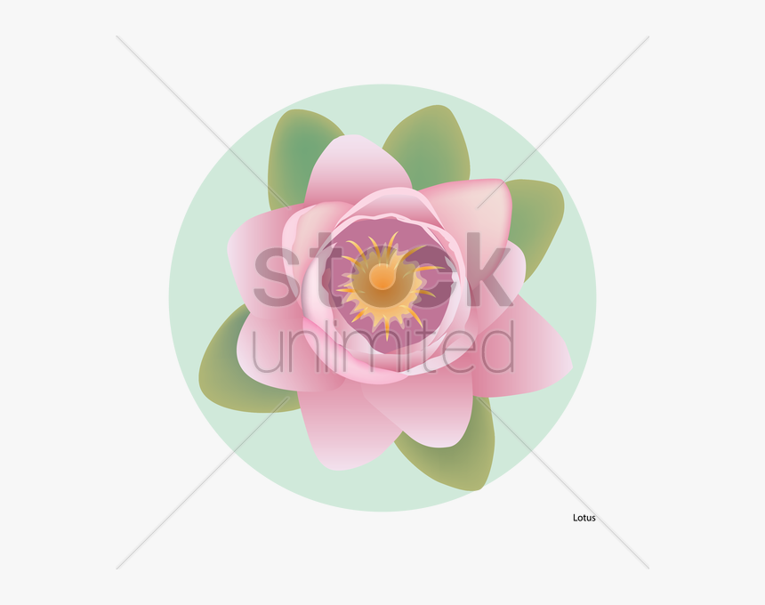 Lotus Flower Illustration Png - Zinnia, Transparent Png