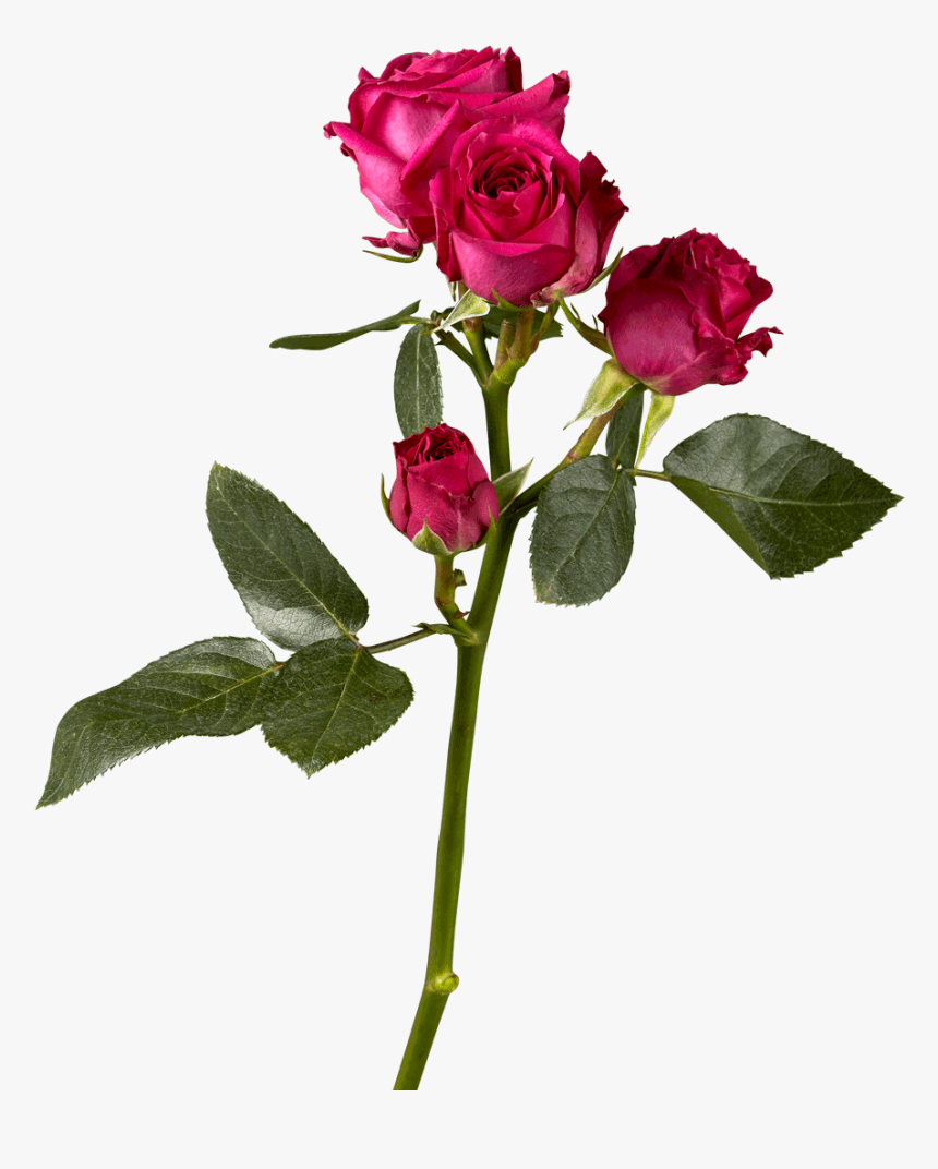 Hybrid Tea Rose, HD Png Download