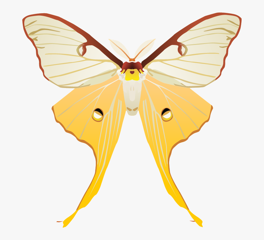 Pieridae, HD Png Download