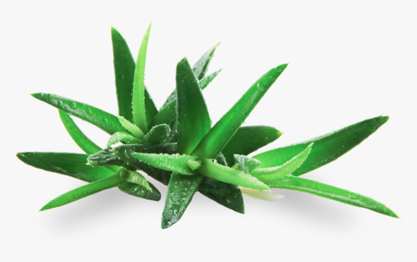 Agave, HD Png Download